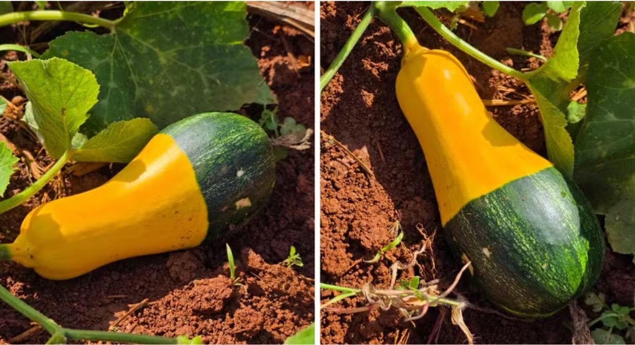 A abóbora que ninguém plantou assim: como uma mutação genética espontânea originou a variedade mais brasileira da Embrapa