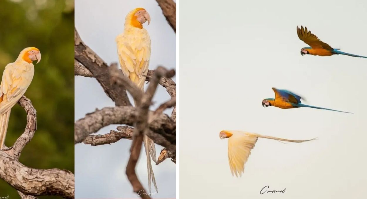 Por que esta arara-canindé nasceu branca e amarela em vez de azul?