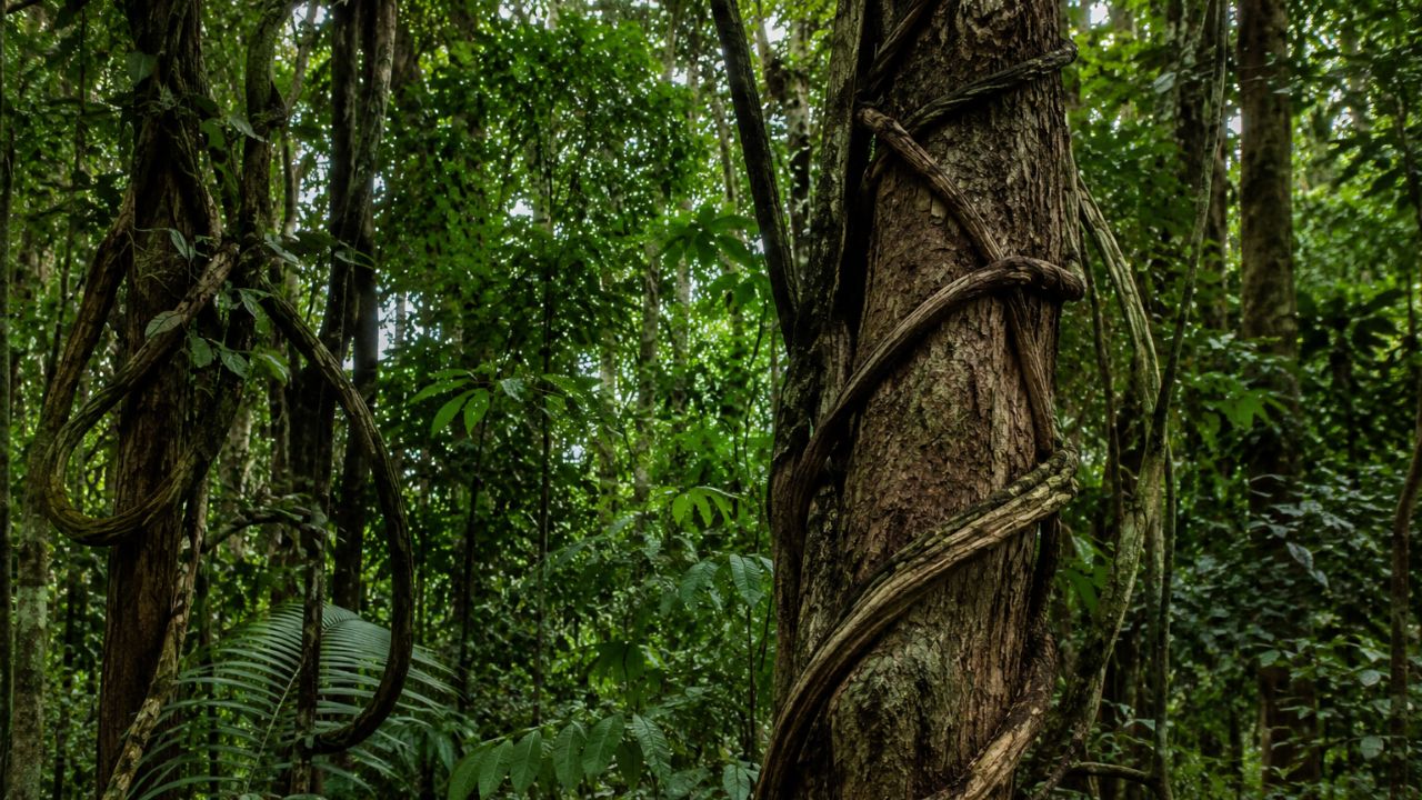 Elas crescem em cima de outras plantas e roubam tudo que podem e a evolução aprovou essa estratégia