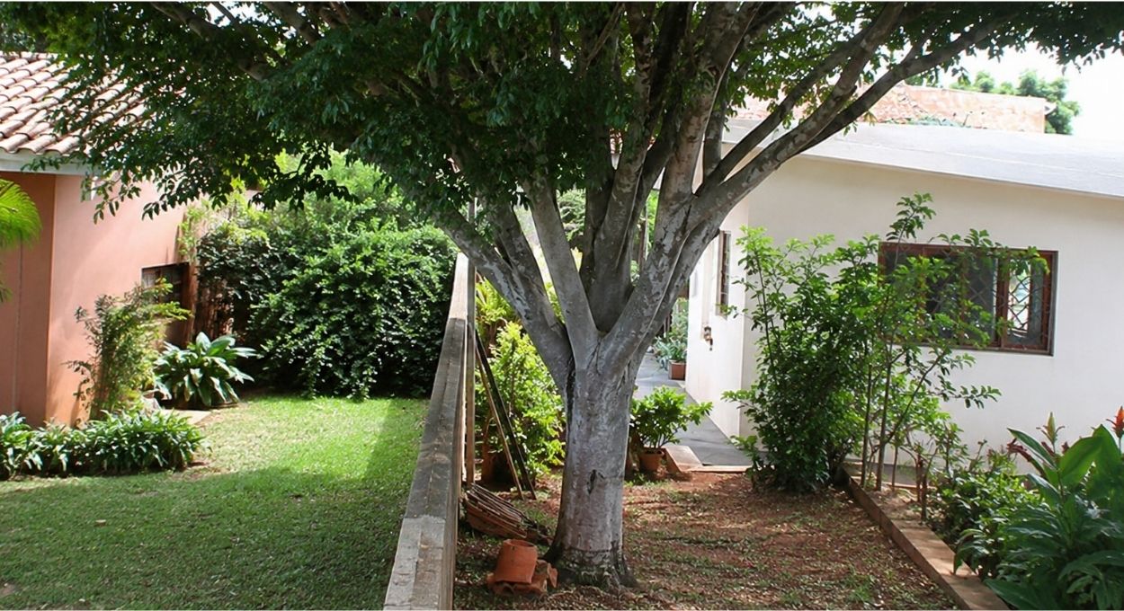 Quando a árvore do vizinho invade seu jardim: o que eu faria antes de qualquer briga