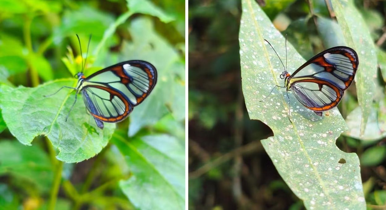 Transparente e rara: a borboleta que a floresta esconde e que só a floresta preservada consegue abrigar
