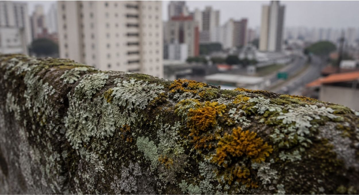 As plantas mais antigas do mundo estão monitorando o ar das cidades e ninguém está olhando para elas