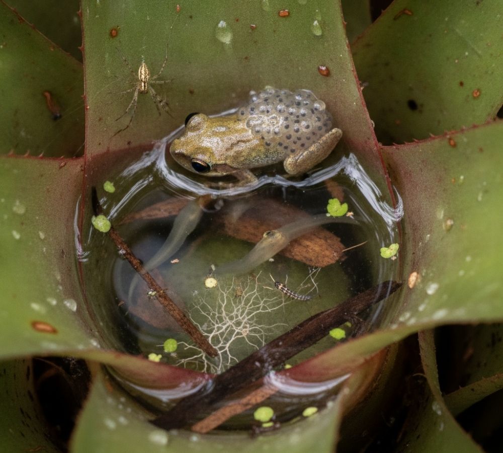 Dentro de uma bromélia cabem um sapo, uma aranha e espécies que a ciência ainda não conhece