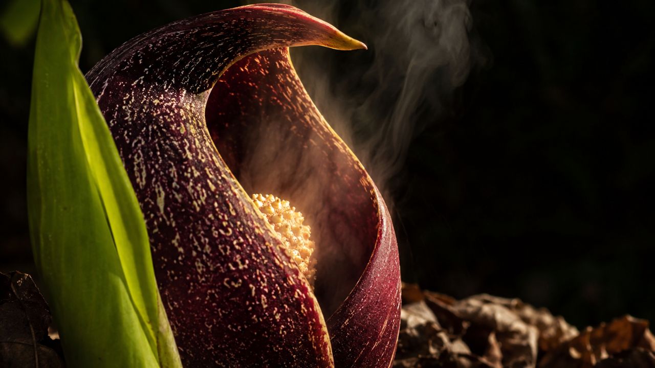 A flor que ferve por dentro para atrair insetos de madrugada e a ciência explica como isso é possível