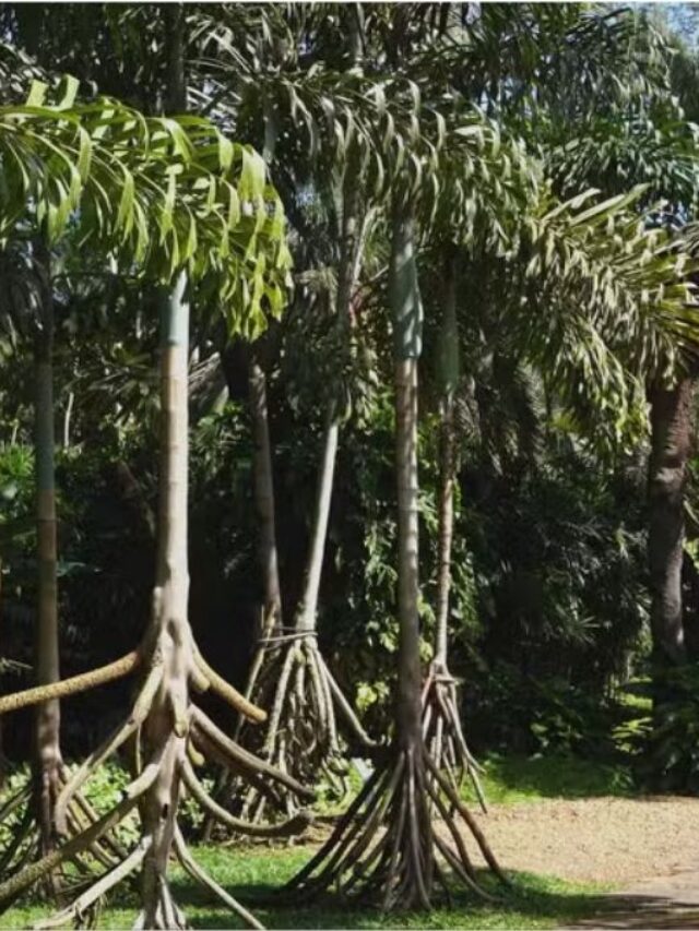 cropped-planta-anda.jpg