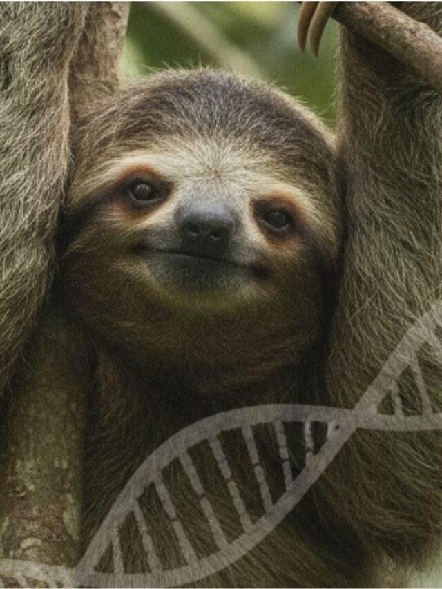 cropped-preguica-1.jpg