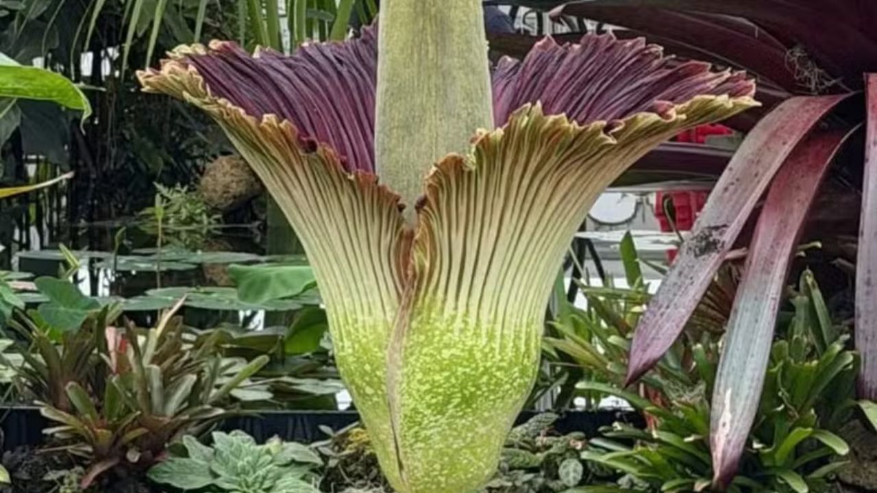 A planta que leva até dez anos para florescer, dura dois dias e cheira a carne podre e o mundo para para vê-la