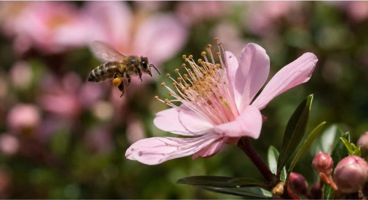Flores não têm cheiro por acaso: a linguagem química que a evolução levou milhões de anos para criar
