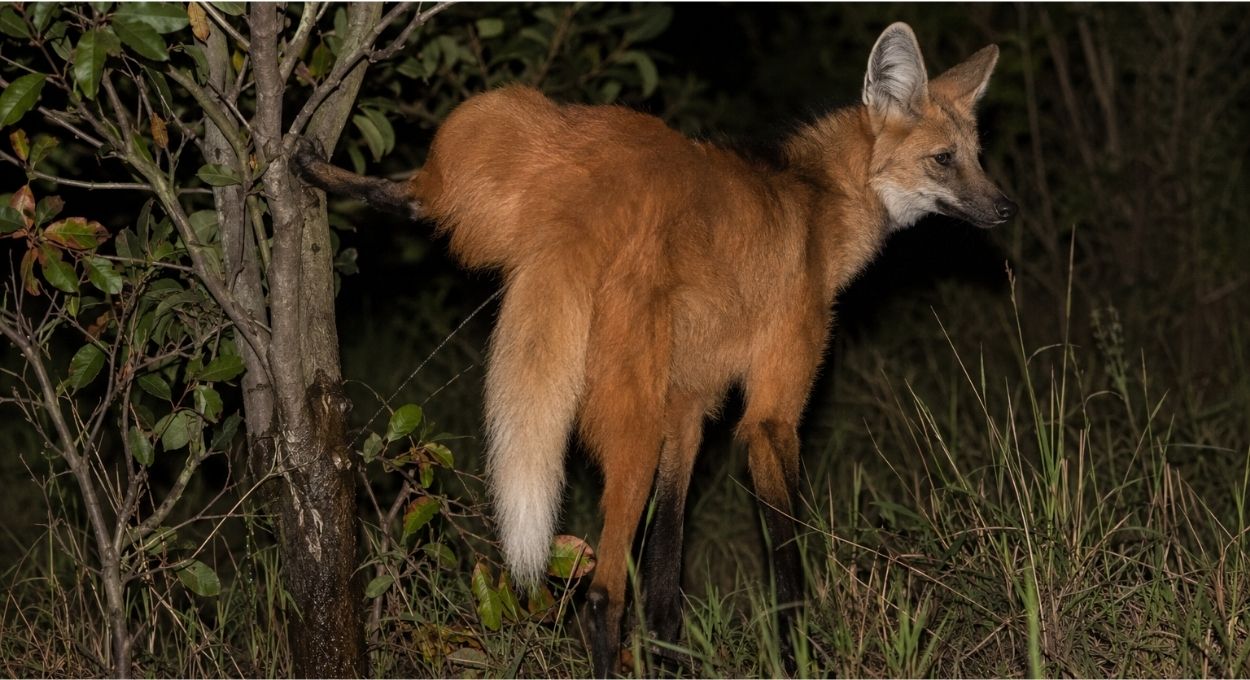 Como o lobo-guará marca um território de 30 km² usando urina com cheiro de maconha