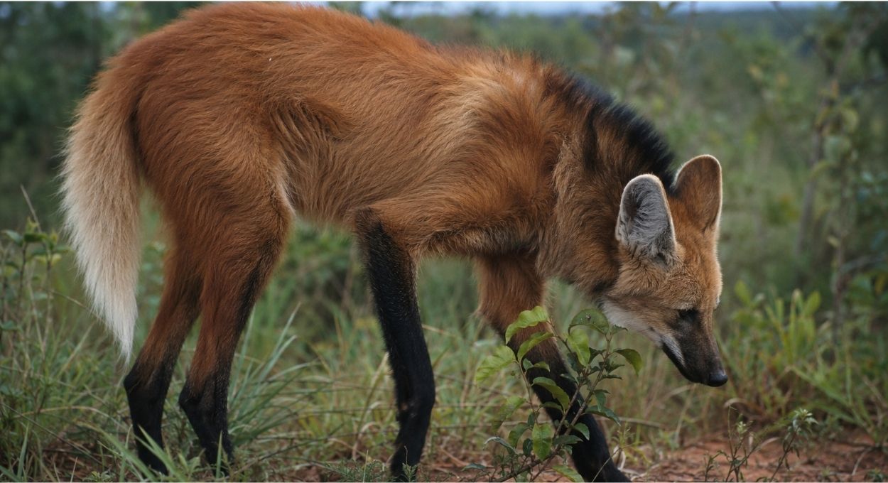 Como o lobo-guará marca um território de 30 km² usando urina com cheiro de maconha