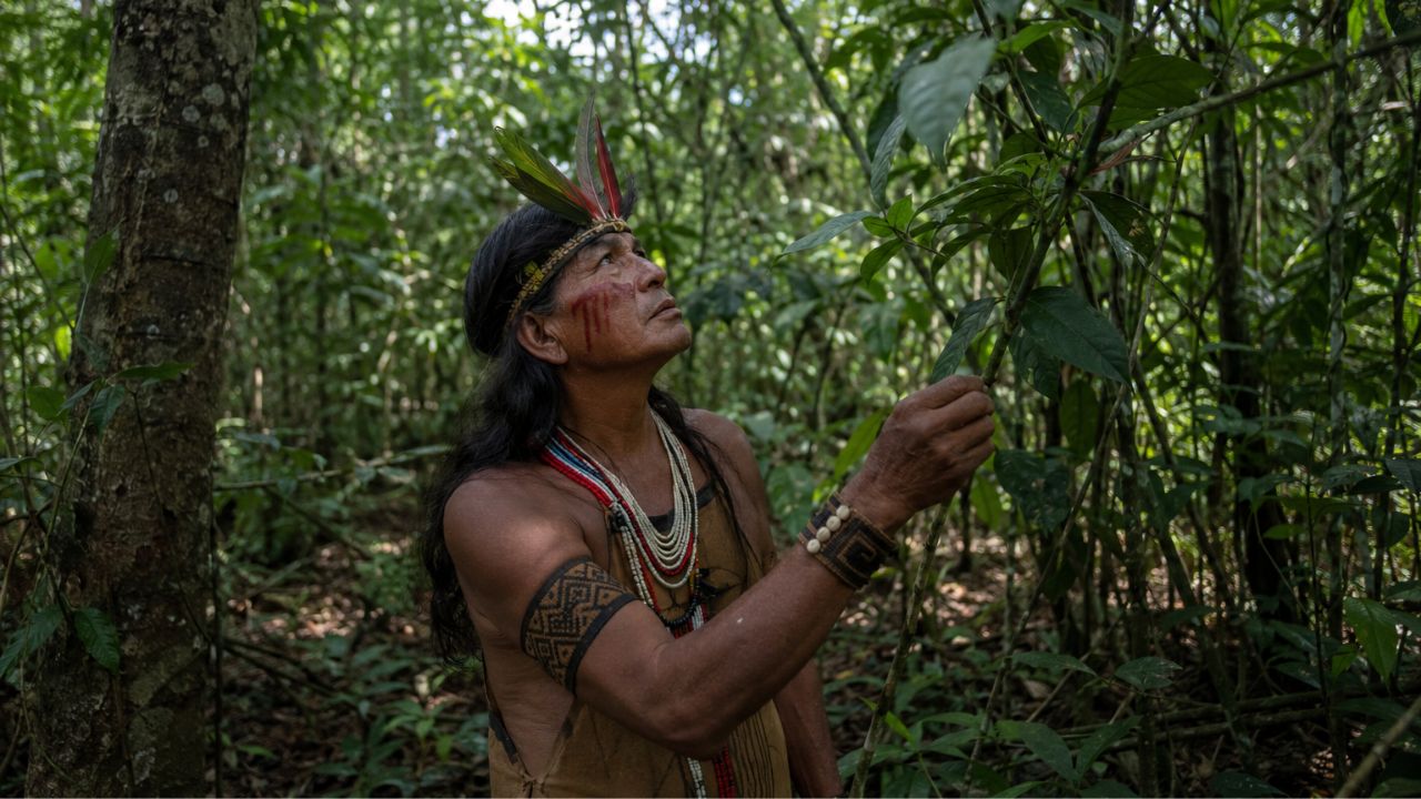 O que se perde quando uma língua indígena morre: 200 nomes de plantas que a ciência ainda não sabe pronunciar