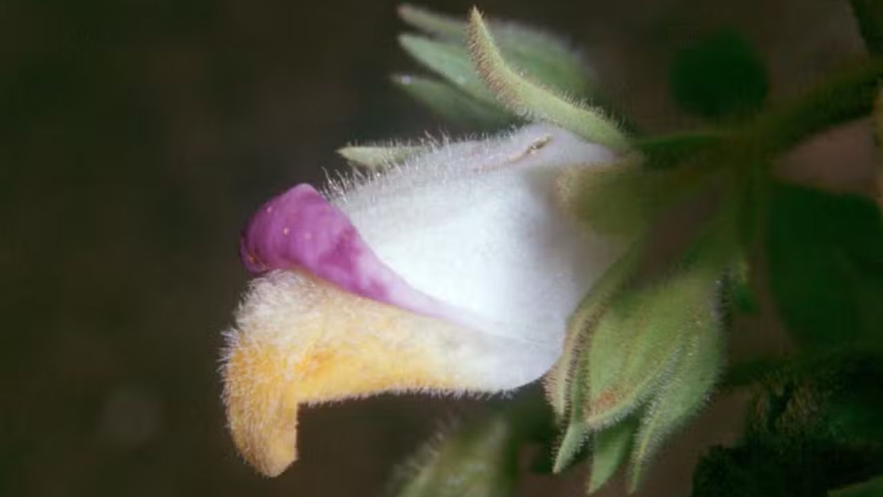 Única no mundo e escondida no semiárido: a planta da Caatinga que desafiou o que se sabe sobre botânica