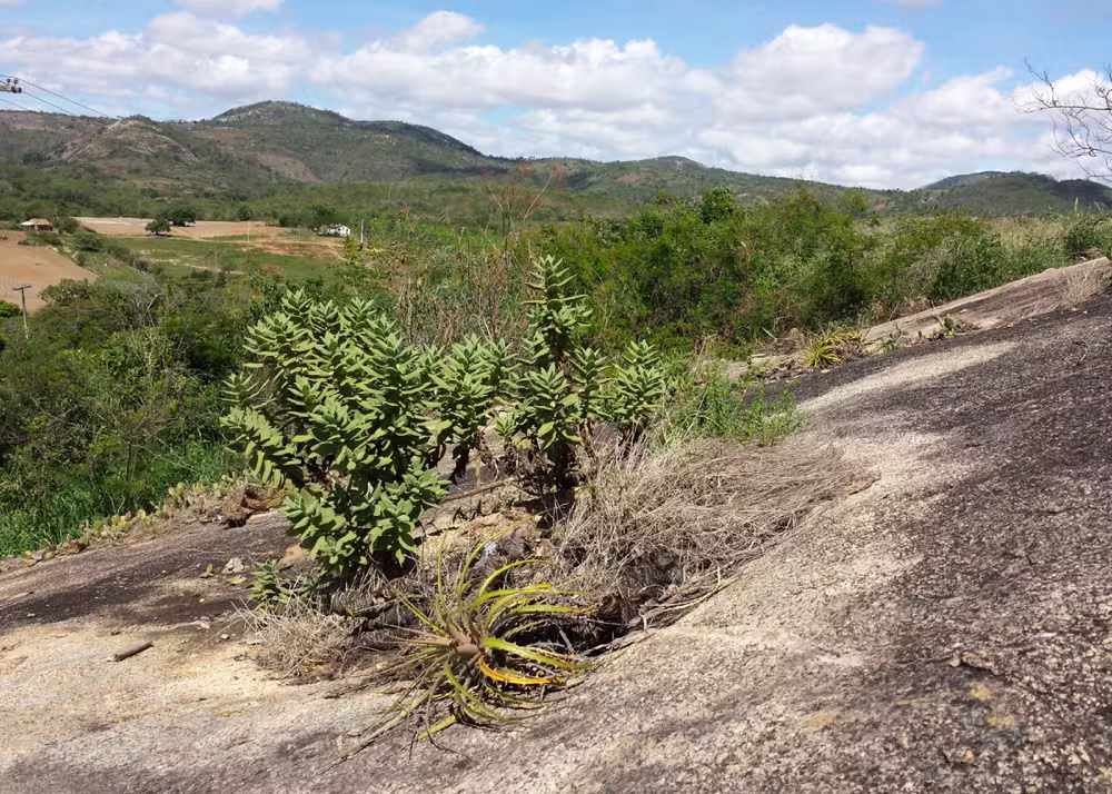 Única no mundo e escondida no semiárido: a planta da Caatinga que desafiou o que se sabe sobre botânica
