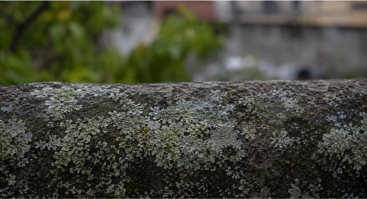 A aliança entre fungo e alga que conquistou os lugares mais inóspitos da Terra e está na parede da sua cidade