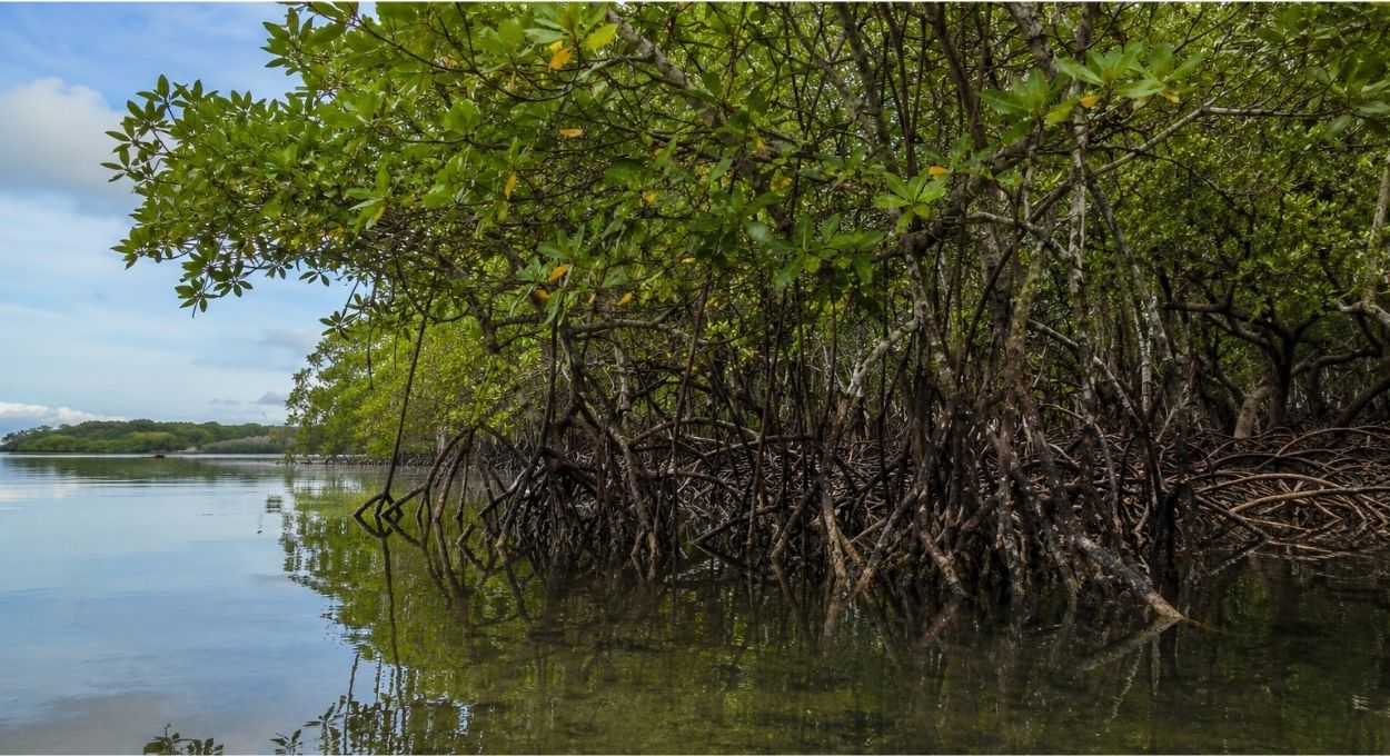 A floresta que fica de pé dentro do mar e guarda carbono como nenhuma outra no planeta