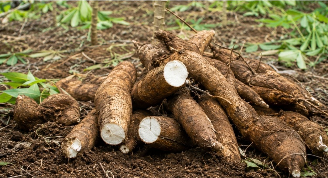 O que povos amazônicos descobriram há 8 mil anos sobre a mandioca que a ciência moderna ainda estuda com admiração
