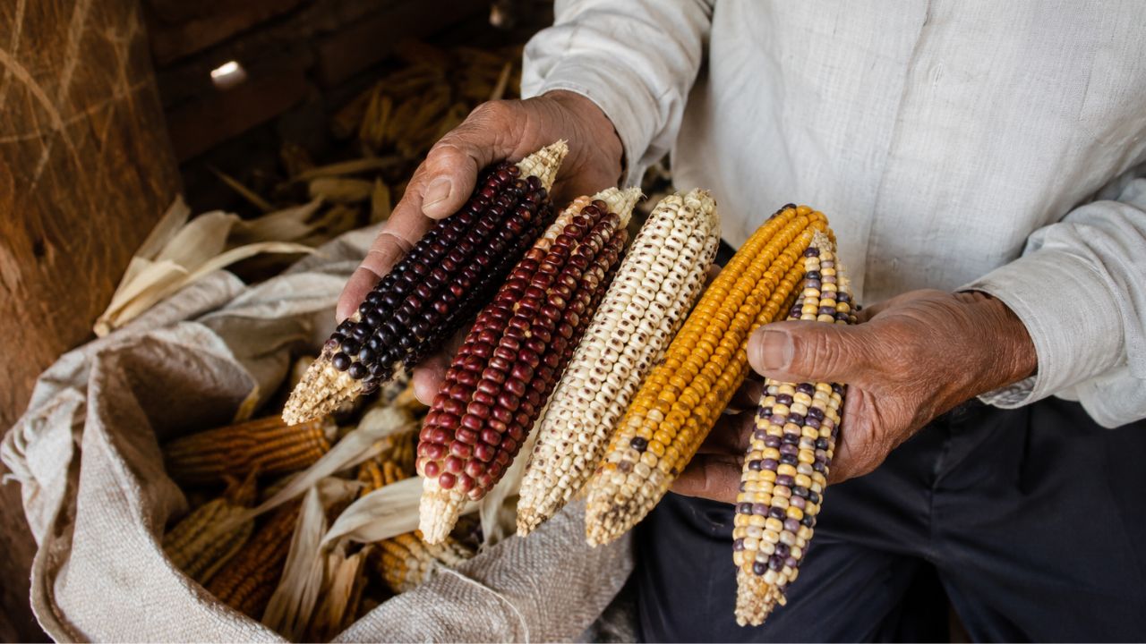 O milho que alimentou civilizações por 9 mil anos está desaparecendo mais rápido do que a ciência consegue catalogar