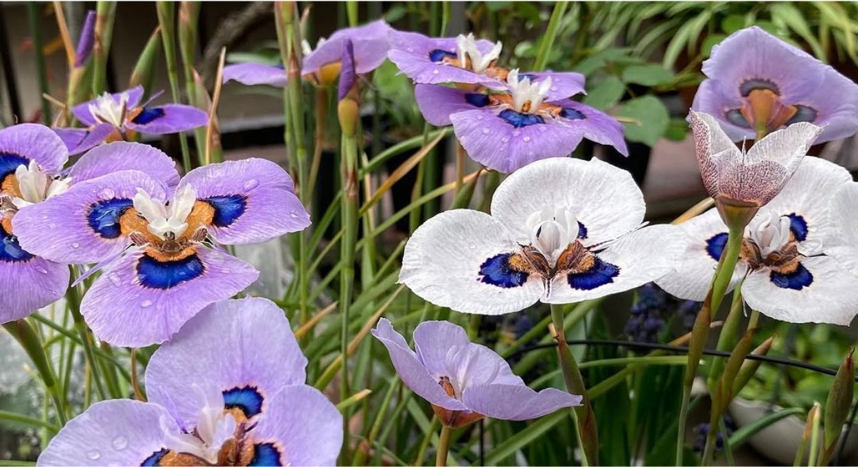 Eu me apaixonei por uma flor africana e agora não consigo parar de cultivar