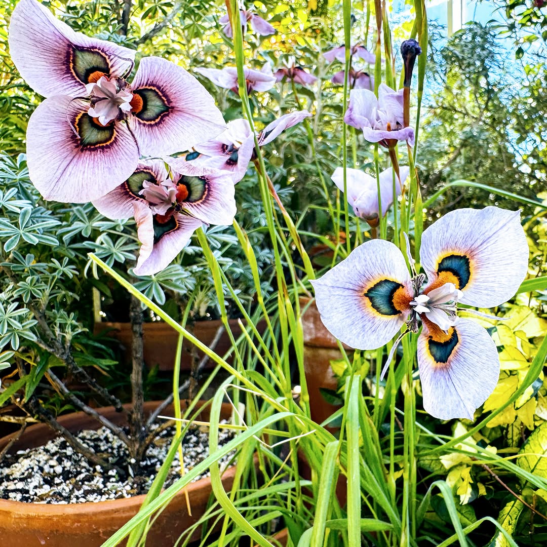 Eu me apaixonei por uma flor africana e agora não consigo parar de cultivar