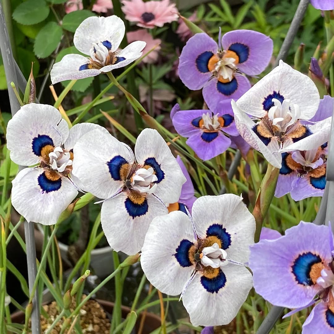 Eu me apaixonei por uma flor africana e agora não consigo parar de cultivar