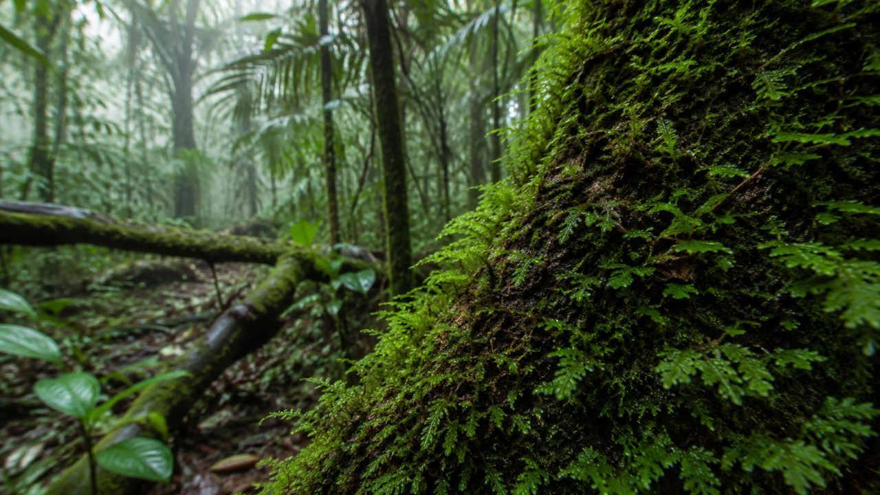O produtor de oxigênio que ninguém vê: como o musgo amazônico rivaliza com árvores gigantes na respiração da floresta