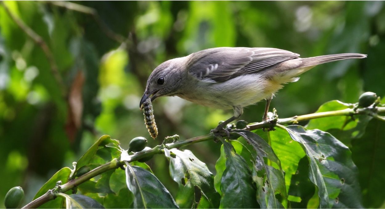 A natureza tem seu próprio controle de pragas e ele tem penas, bico e milênios de evolução