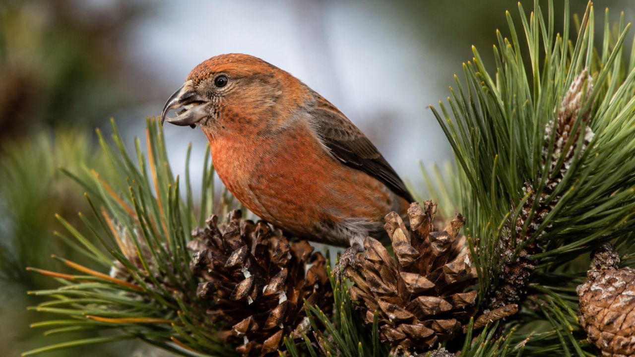 O pássaro que come 3 mil sementes por dia — e que obrigou as árvores a evoluírem para tentar pará-lo