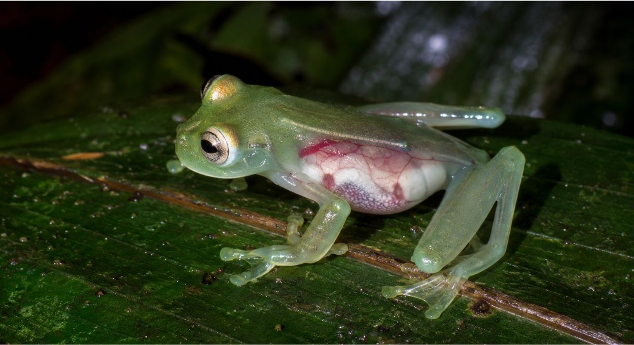 Como uma perereca da Amazônia consegue tornar o próprio sangue invisível e o que isso pode mudar na medicina