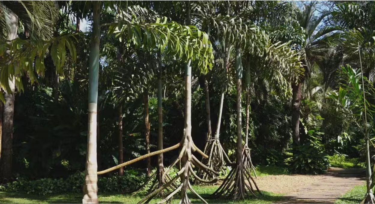 A lenda da palmeira que anda: o que as raízes gigantes da paxiúba escondem de verdade