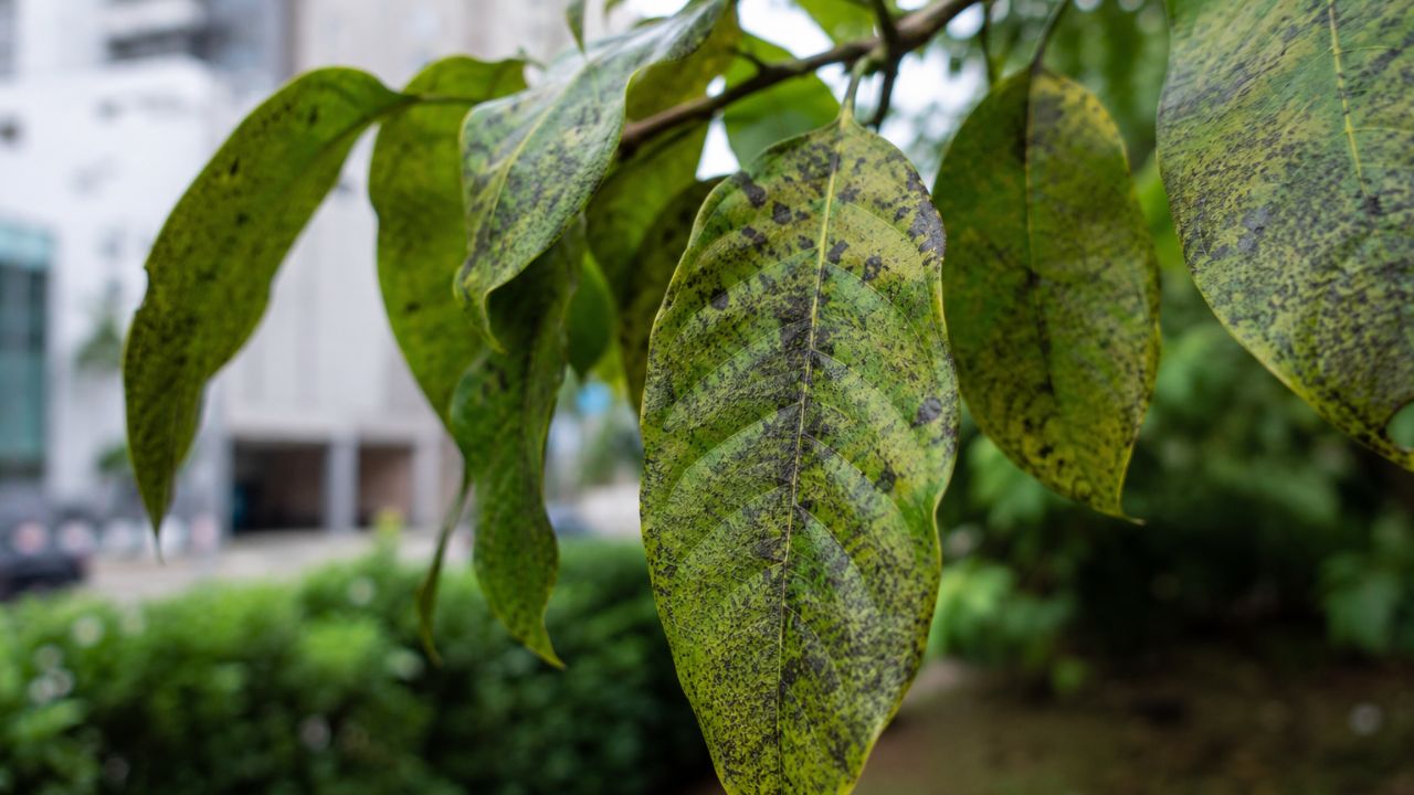 Sem sensor, sem bateria: como algumas plantas já funcionam como detectores naturais de poluição do ar