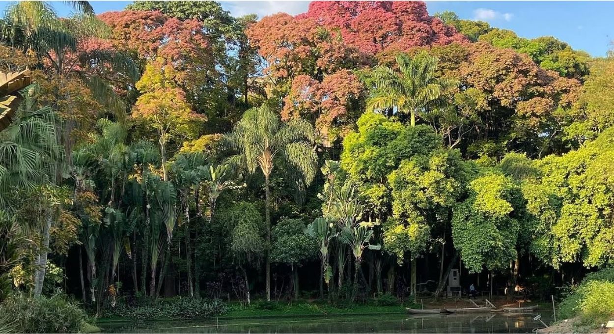 A cuia que a floresta abre sozinha: o mecanismo botânico da sapucaia que sustenta uma fauna inteira