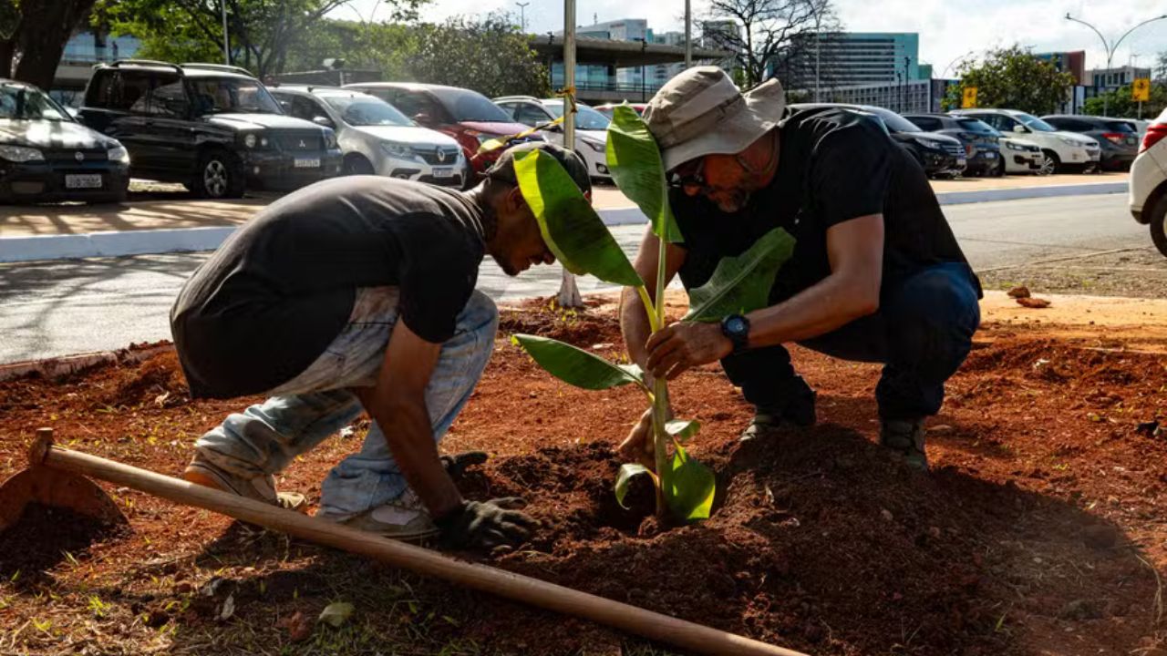 Brasília ganha um pedaço de floresta no meio da cidade e ele foi plantado para ensinar ciência