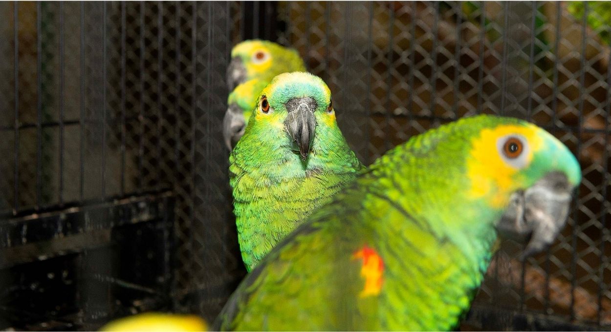 Jabuti no quintal, papagaio no recinto: o programa do Paraná que transforma casas em abrigos oficiais para fauna silvestre