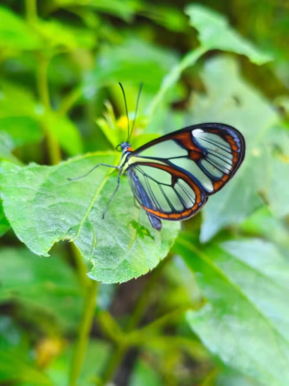 Transparente e rara: a borboleta que a floresta esconde e que só a floresta preservada consegue abrigar
