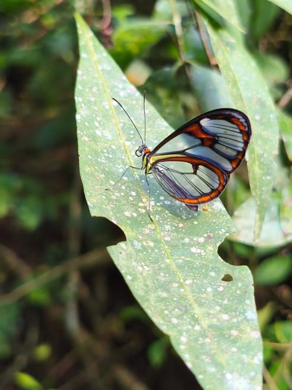 Transparente e rara: a borboleta que a floresta esconde e que só a floresta preservada consegue abrigar