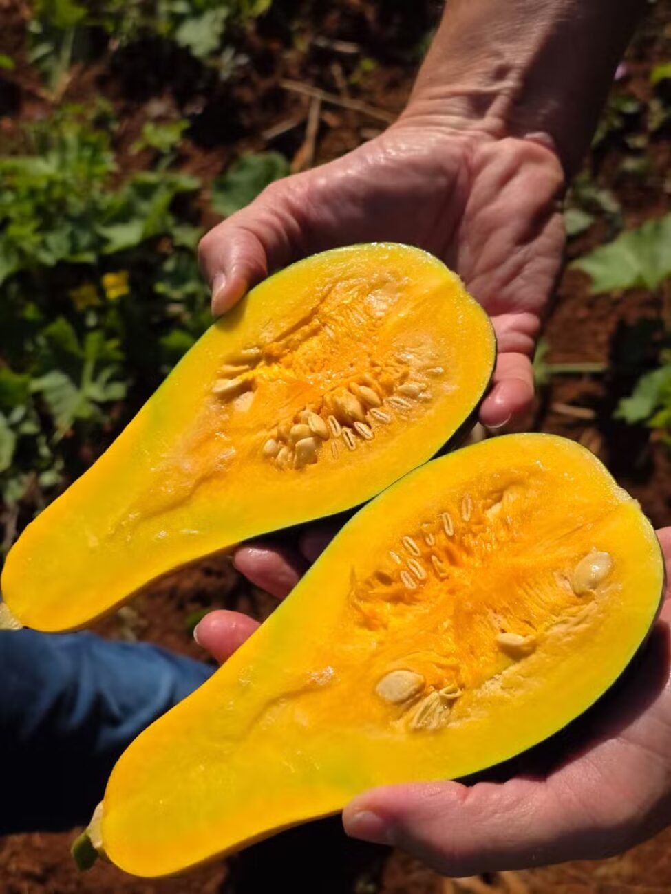 A abóbora que ninguém plantou assim: como uma mutação genética espontânea originou a variedade mais brasileira da Embrapa