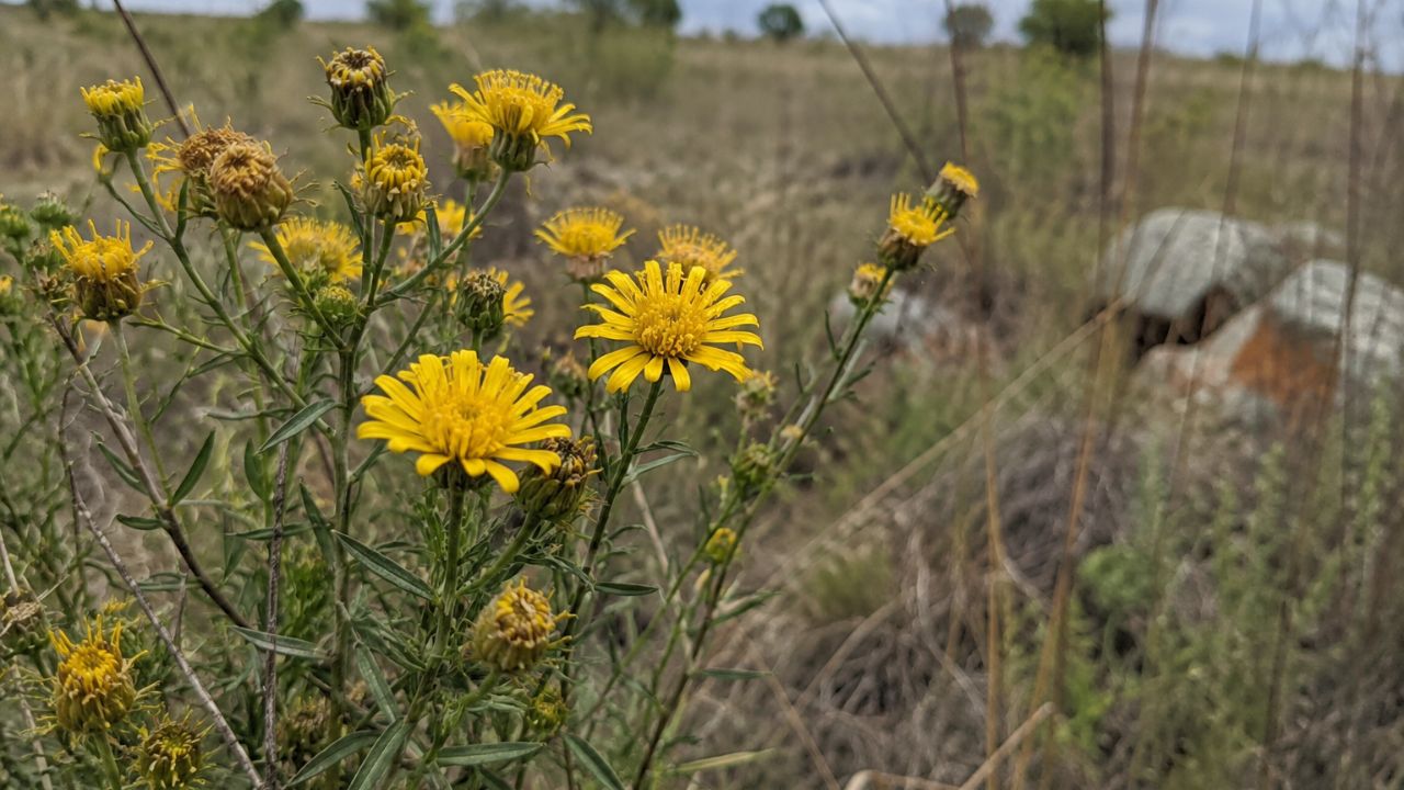35 plantas, um único parque, nenhuma outra no mundo: a espécie que o Brasil descobriu perto de desaparecer