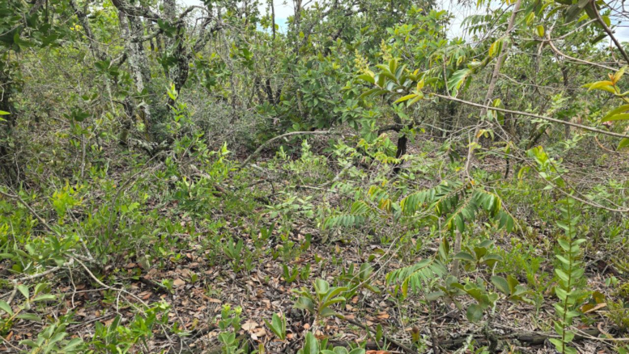 A planta que vive da luz que já não existe mais: o mecanismo por trás do colapso silencioso do Cerrado