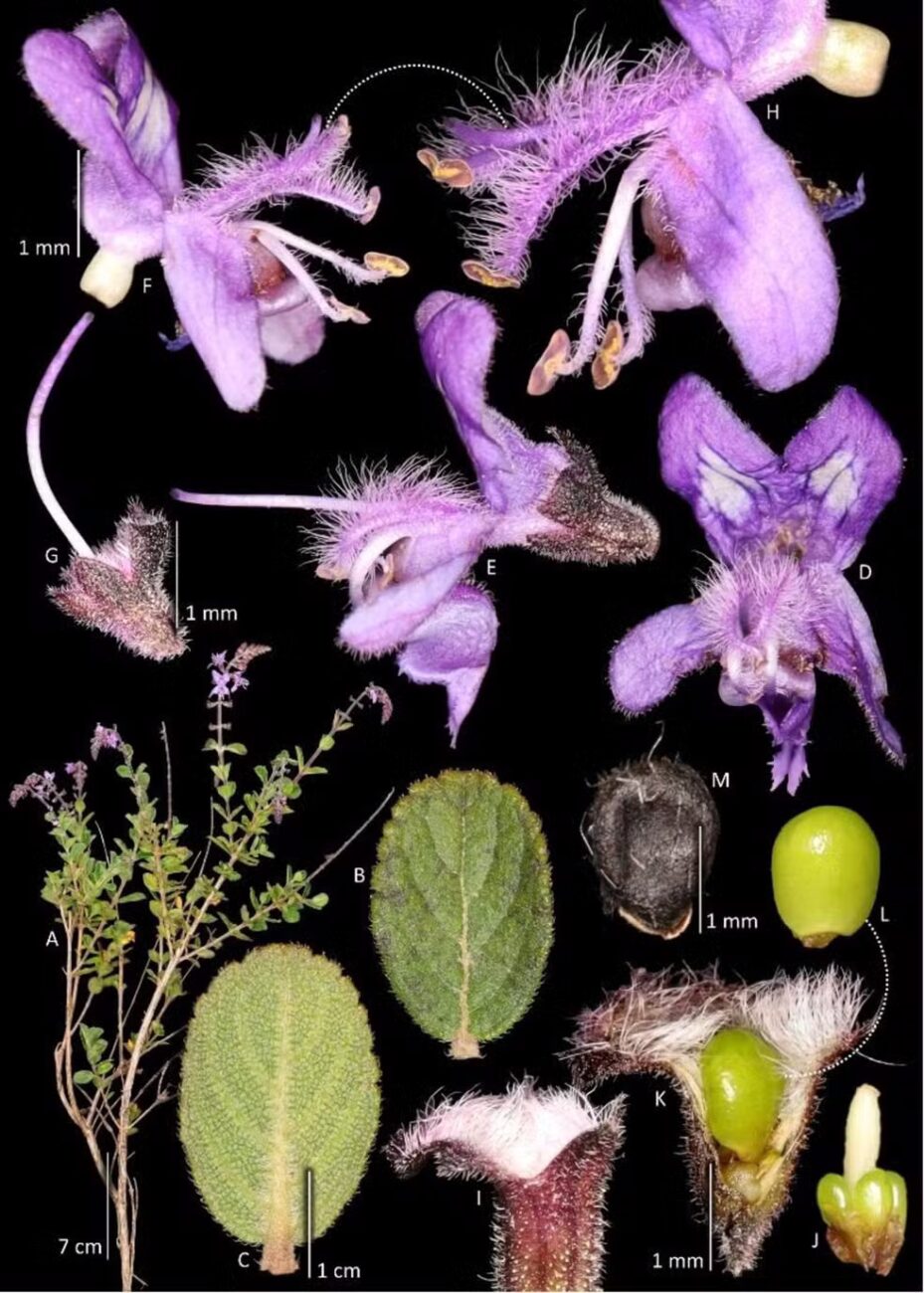 A planta que existe em um único ponto do mundo e carrega o apelido de um guardião da floresta