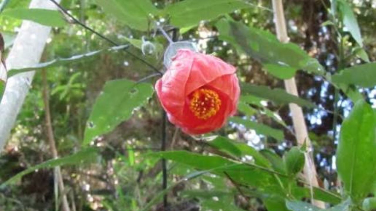Descoberta há dois anos, essa planta capixaba já corre risco de sumir antes de ser conhecida