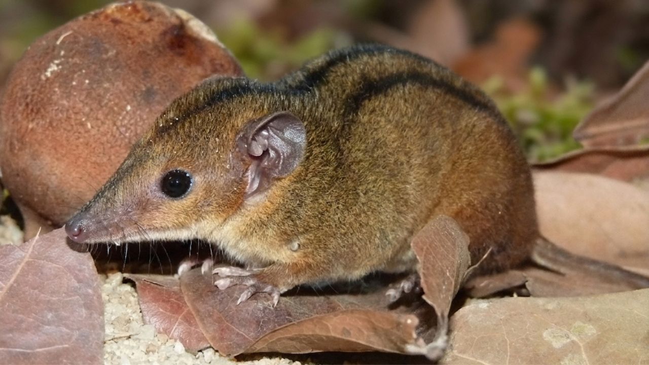 O pequeno marsupial do Rio que compartilha origem evolutiva com o mico-leão-dourado