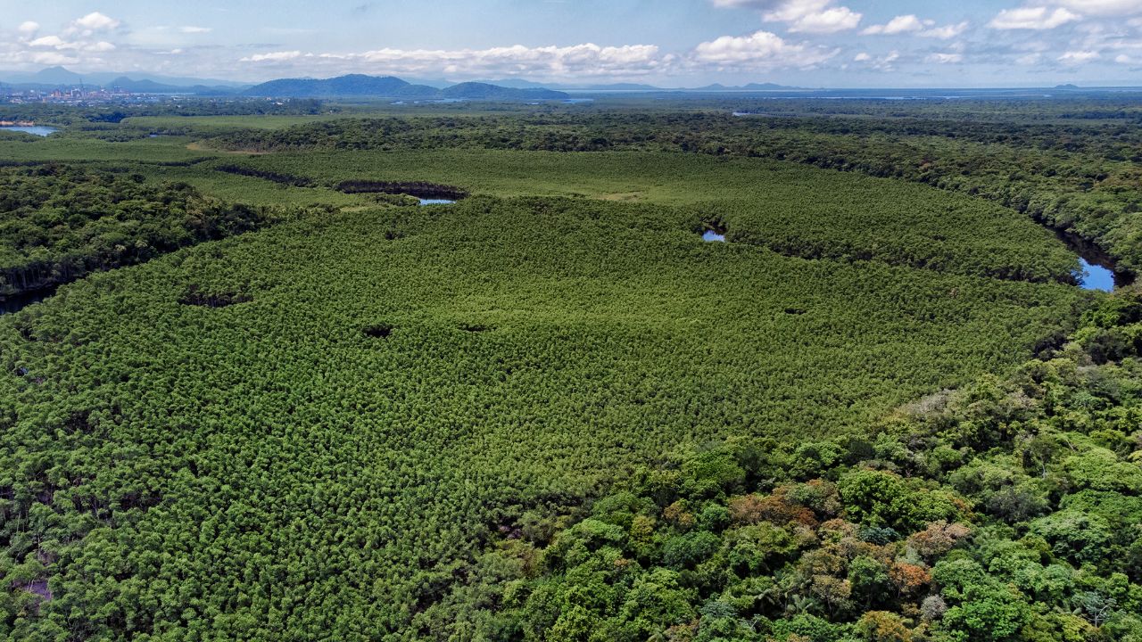 De 3.298 para 411 hectares: a queda de desmatamento que coloca o Paraná no topo da conservação da Mata Atlântica