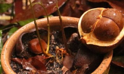 O óleo que a floresta amazônica produz para afastar mosquitos, e que a ciência levou séculos para explicar
