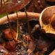 O óleo que a floresta amazônica produz para afastar mosquitos, e que a ciência levou séculos para explicar