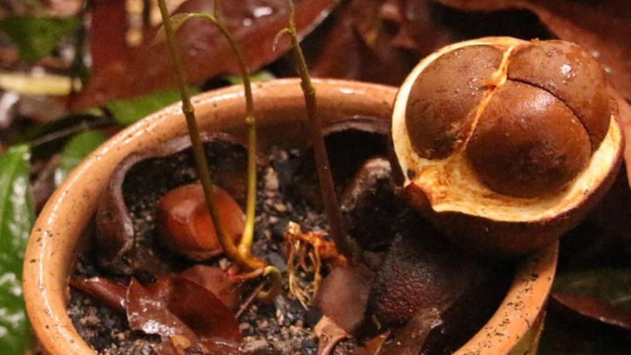 O óleo que a floresta amazônica produz para afastar mosquitos, e que a ciência levou séculos para explicar
