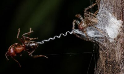 A aranha australiana que dispensa o ataque: ela constrói uma mola de seda e deixa a presa se catapultar sozinha