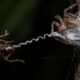 A aranha australiana que dispensa o ataque: ela constrói uma mola de seda e deixa a presa se catapultar sozinha