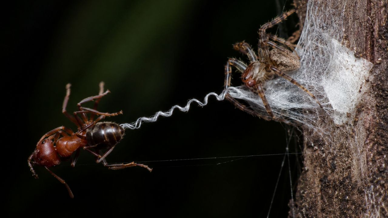 A aranha australiana que dispensa o ataque: ela constrói uma mola de seda e deixa a presa se catapultar sozinha