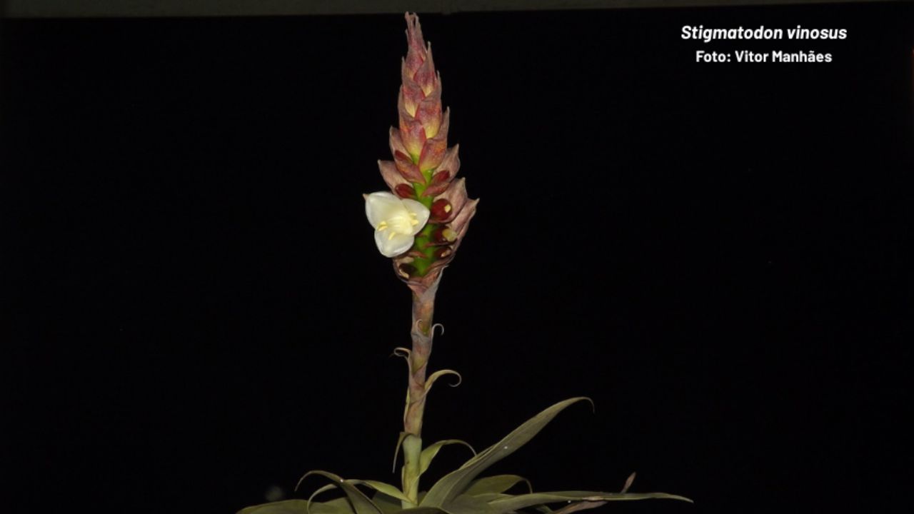 O Espírito Santo tem uma bromélia que só existe em um único ponto do planeta
