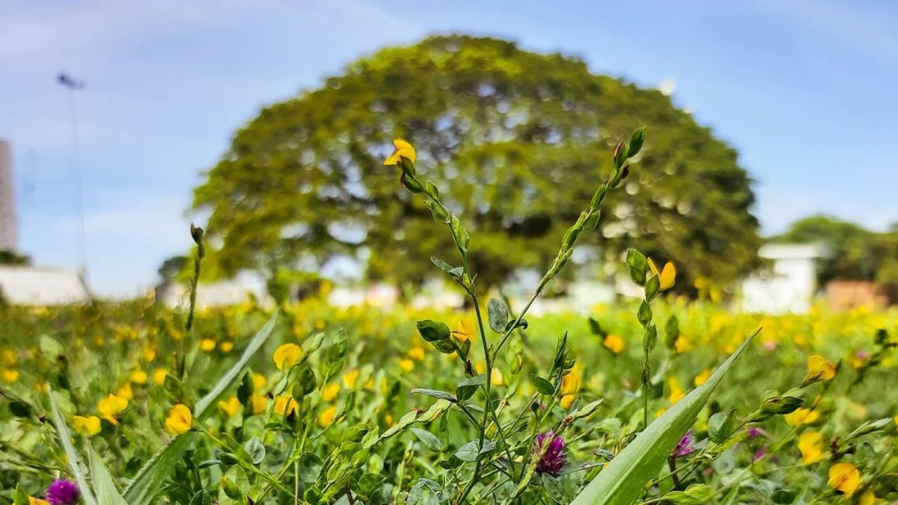 A maior árvore urbana do Brasil está em São José dos Campos e "chora" quando floresce